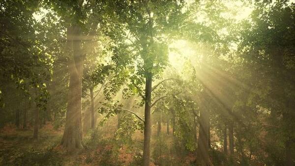 Sunlight shining through trees along a quiet forest path